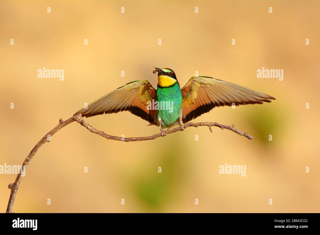 Bee-eater with a bee Stock Photo