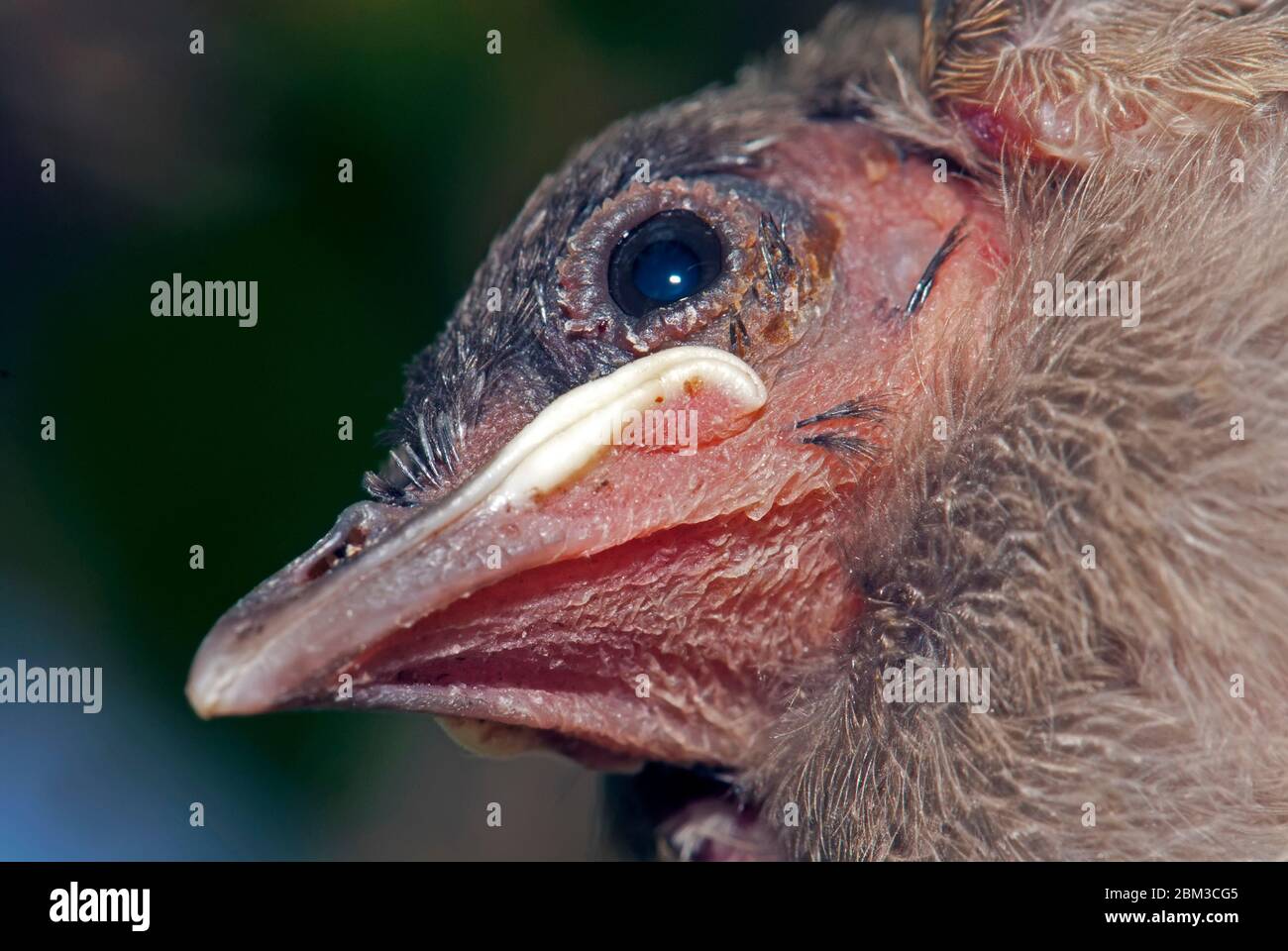 Hungry chicks in the nest Stock Photo