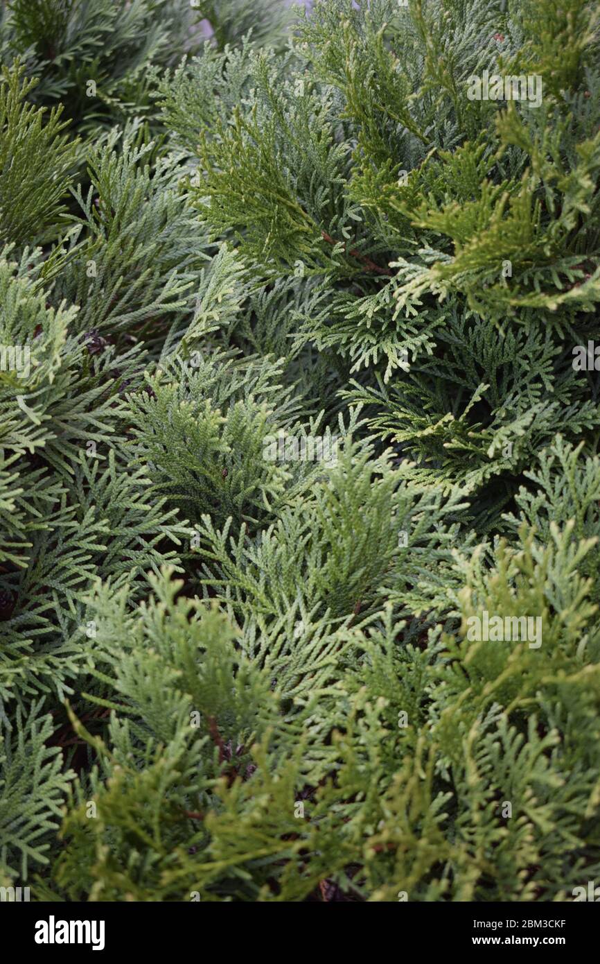 Green juniper at sunlight close up. Nature concept for design. Stock Photo