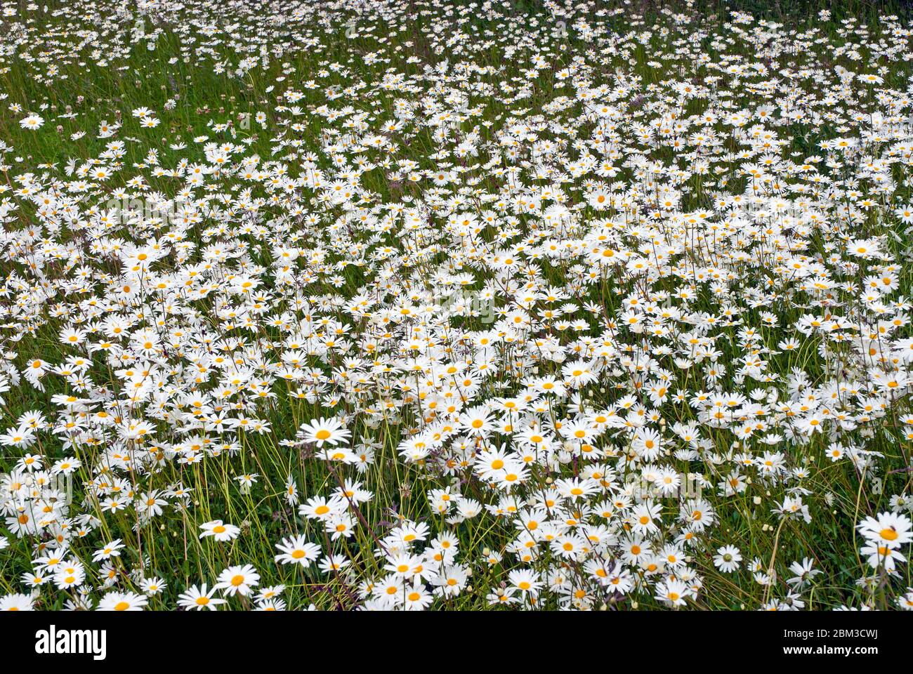 Wild Daisy Field In Alaska Usa Stock Photo Alamy