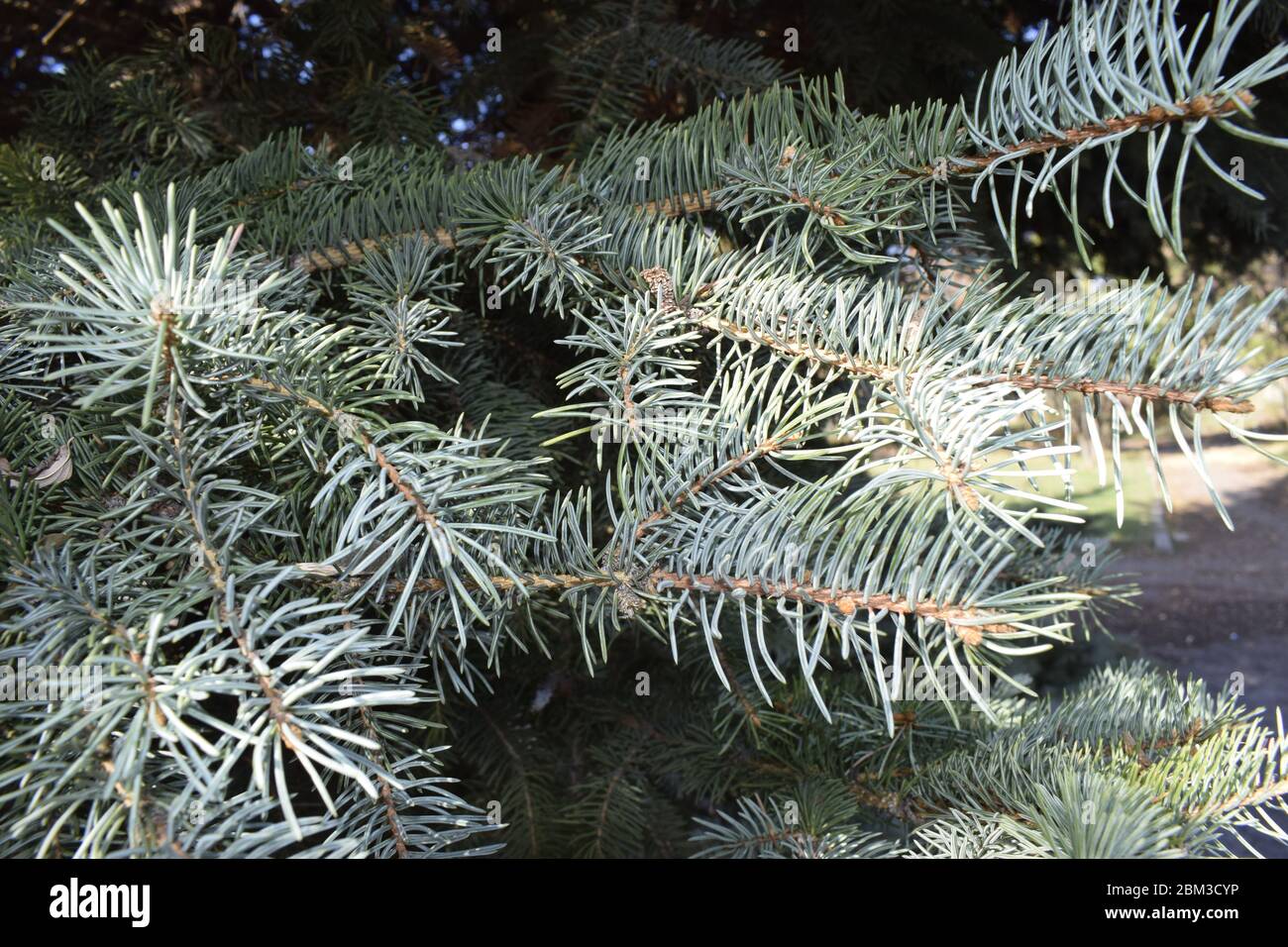 Branches of a young blue spruce in the sunlight close-up. Lush needs on the branches of decorative blue spruce. Texture for Christmas background Stock Photo