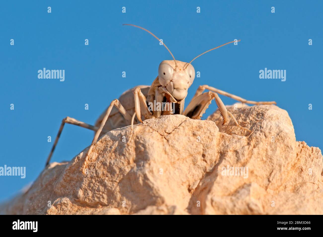 Desert mantis, Eremiaphila braueri on a rock Stock Photo