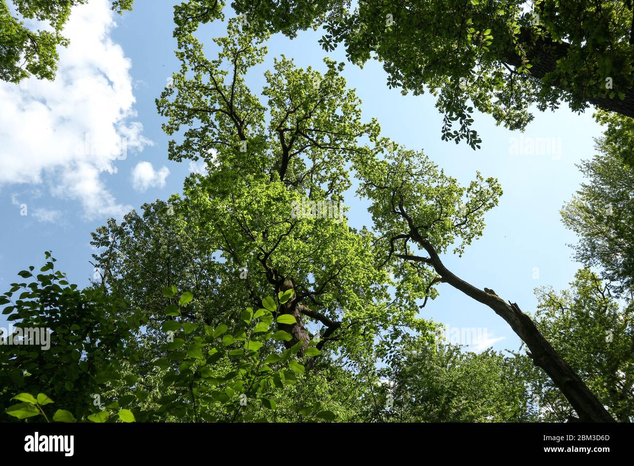 Tree top view in beautiful, spring forest, shot from the ground, under ...