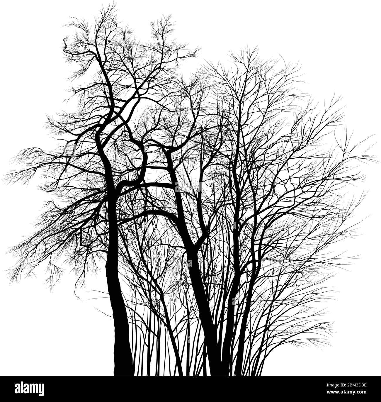 Acacia trees black and white drawing Stock Vector Image & Art Alamy