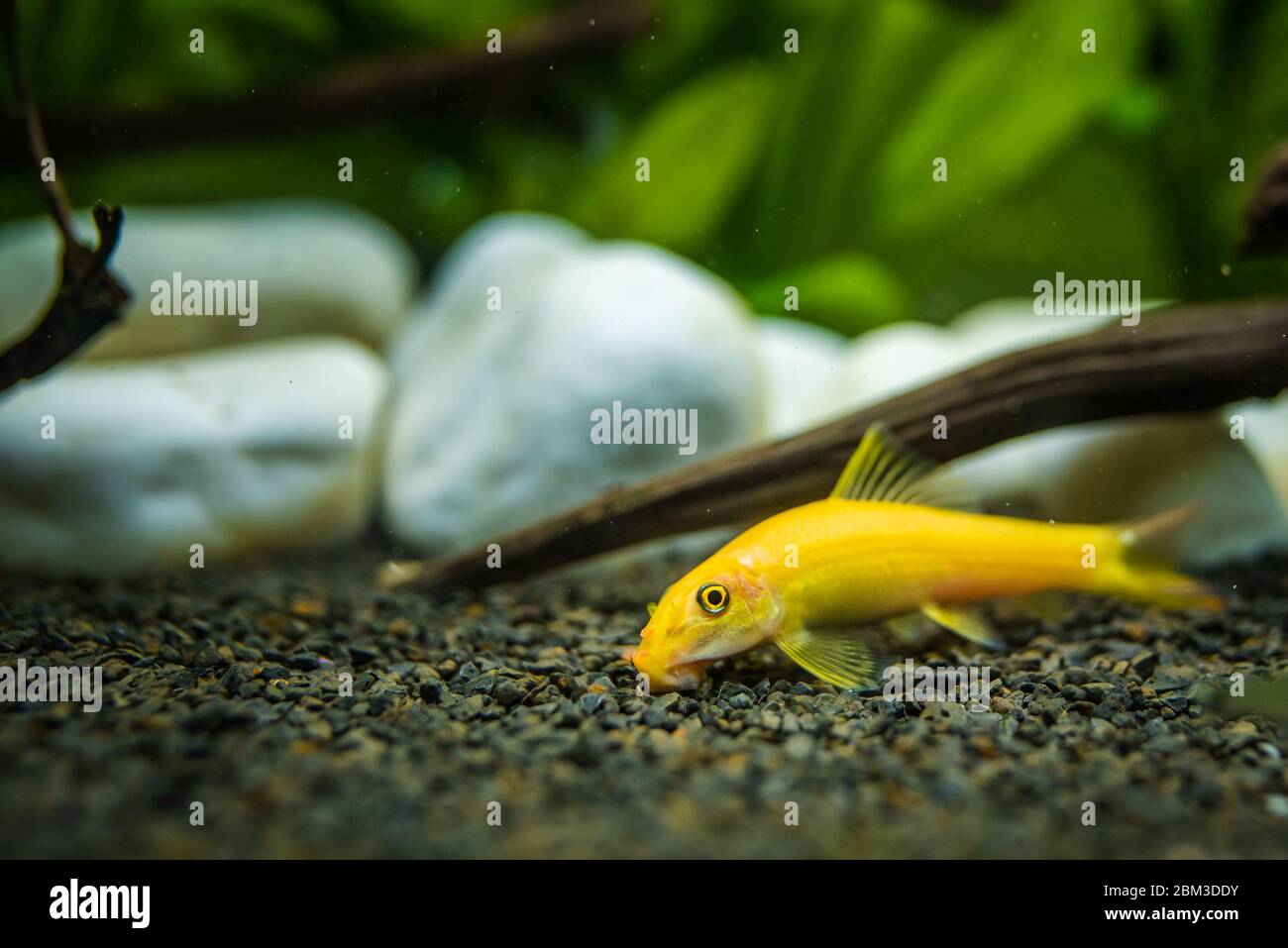 Yellow chinese algaey eater - Gyrinocheilus in aquariun Stock Photo
