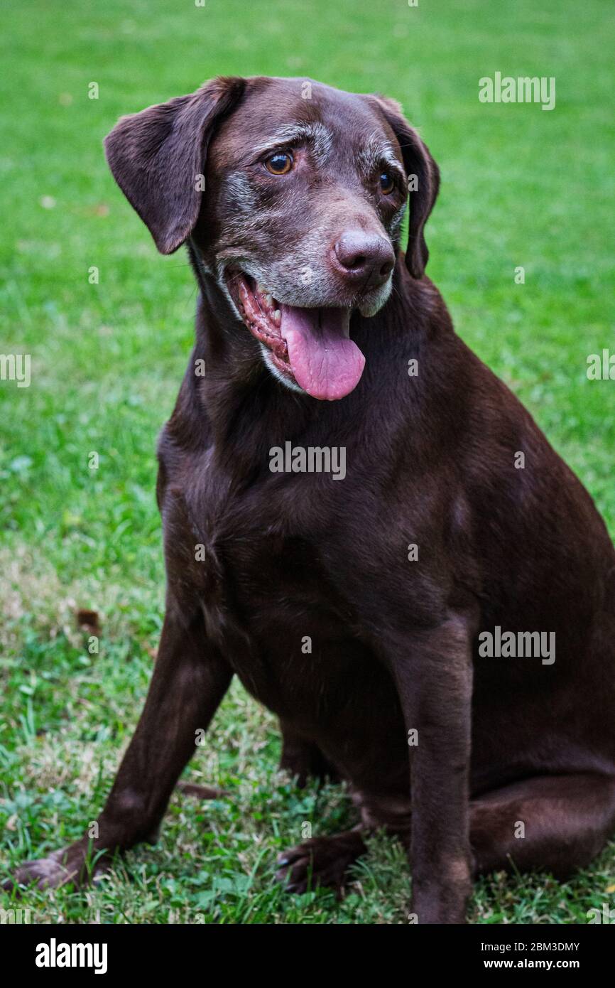 Old chocolate lab sitting in grass Stock Photo Alamy