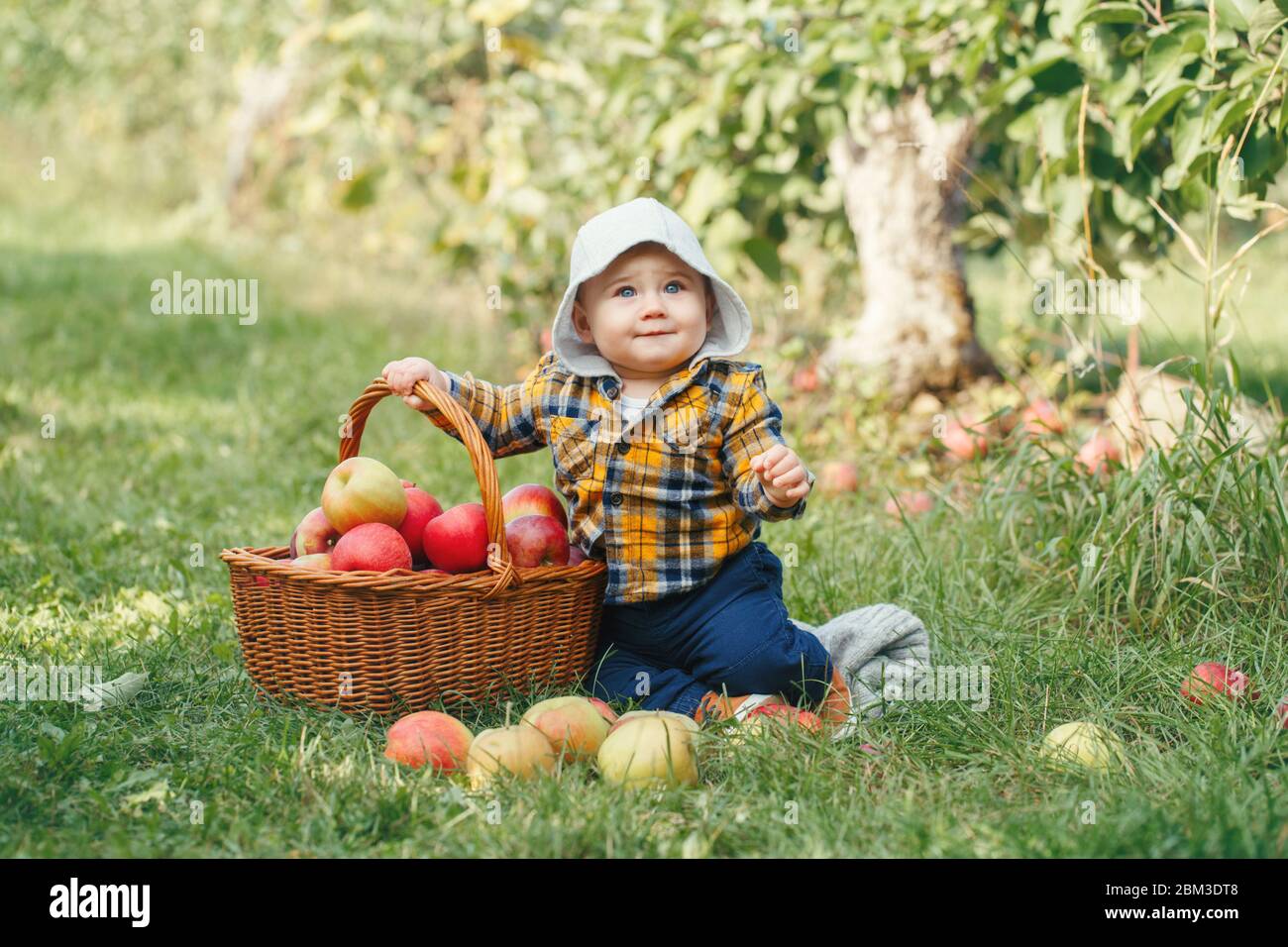 Happy child on farm picking apples in orchard. Portrait of cute adorable funny little baby boy in yellow clothes with wicker basket. Kid gathering Stock Photo