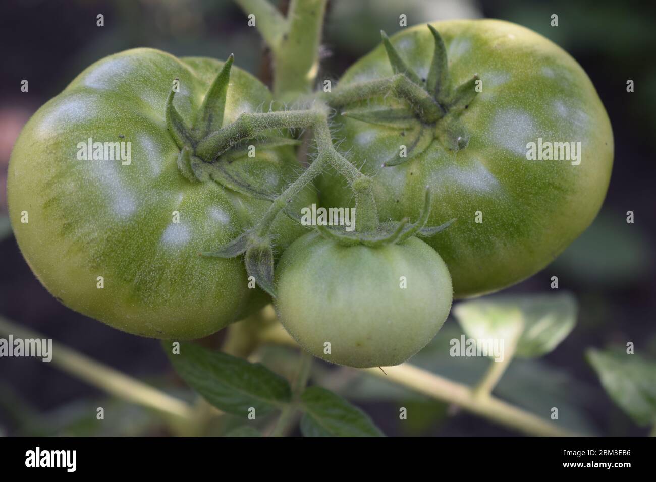 Vine growing on a shrub hi-res stock photography and images - Alamy