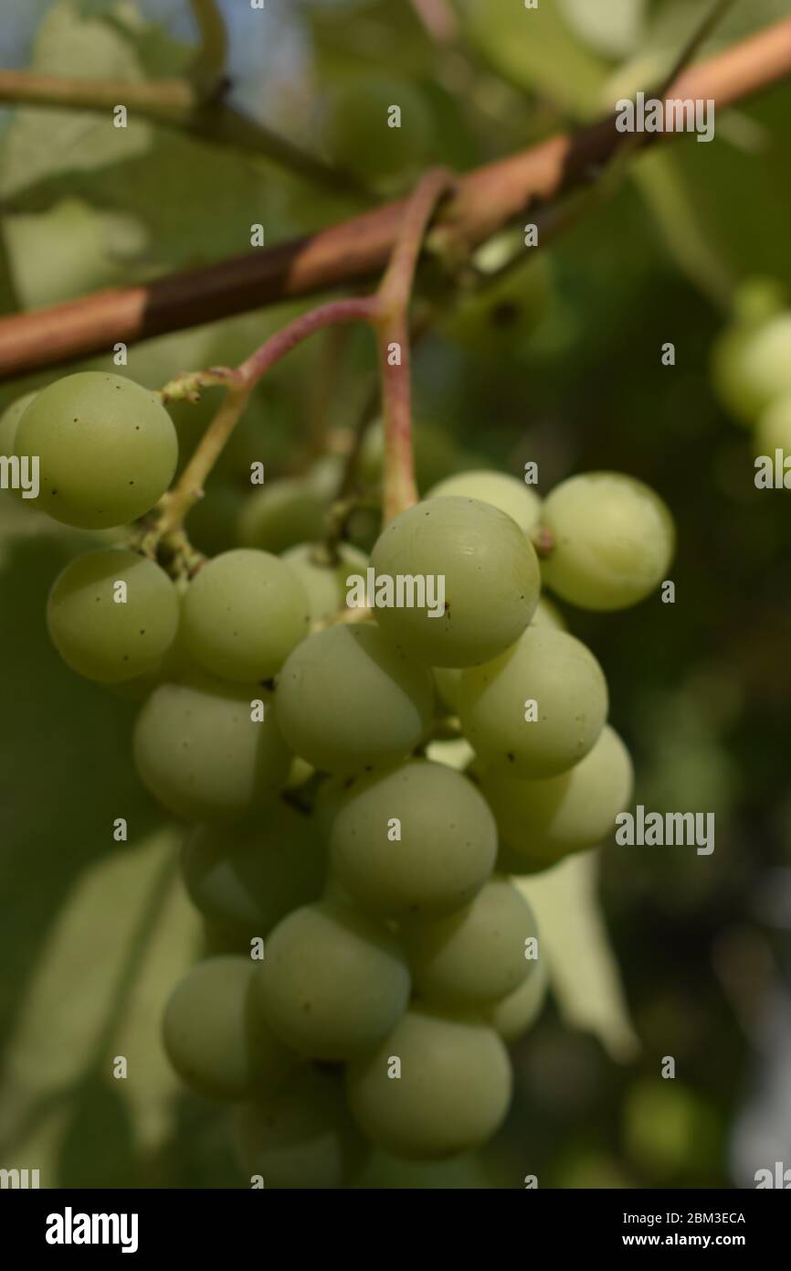 Grapes with green leaves on the vine. Fresh fruits. Close-up Image of ...