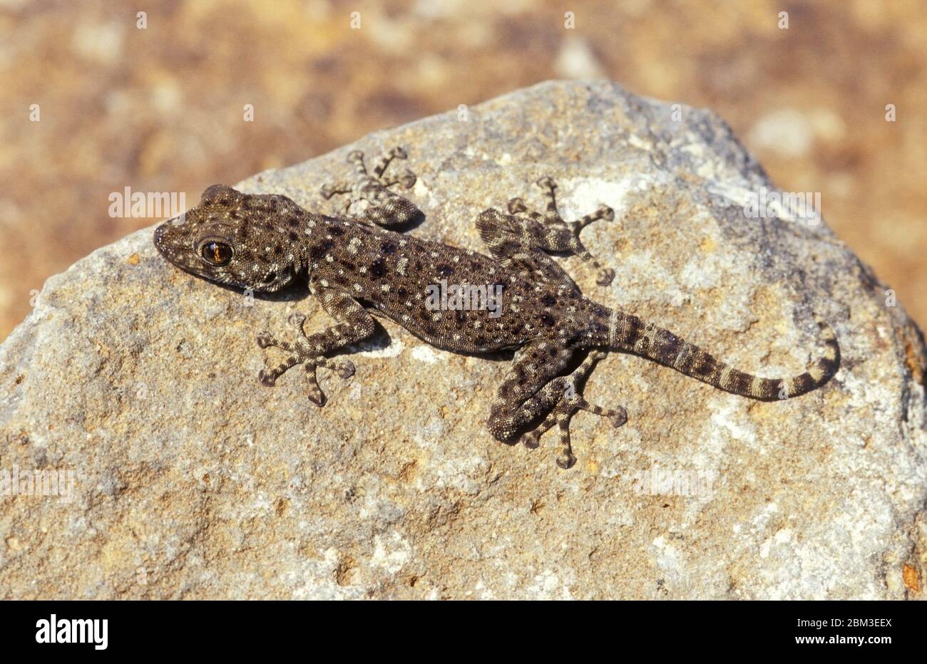 Fan-fingered gecko basking on a rock Stock Photo