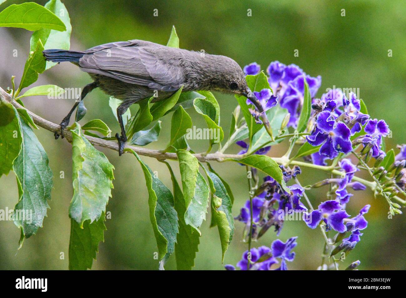 Sunbird feed on nectar Stock Photo
