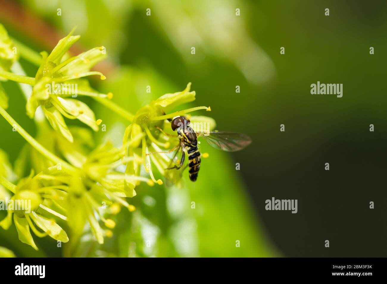Eastern Calligrapher Fly on Norway Maple Flowers Stock Photo