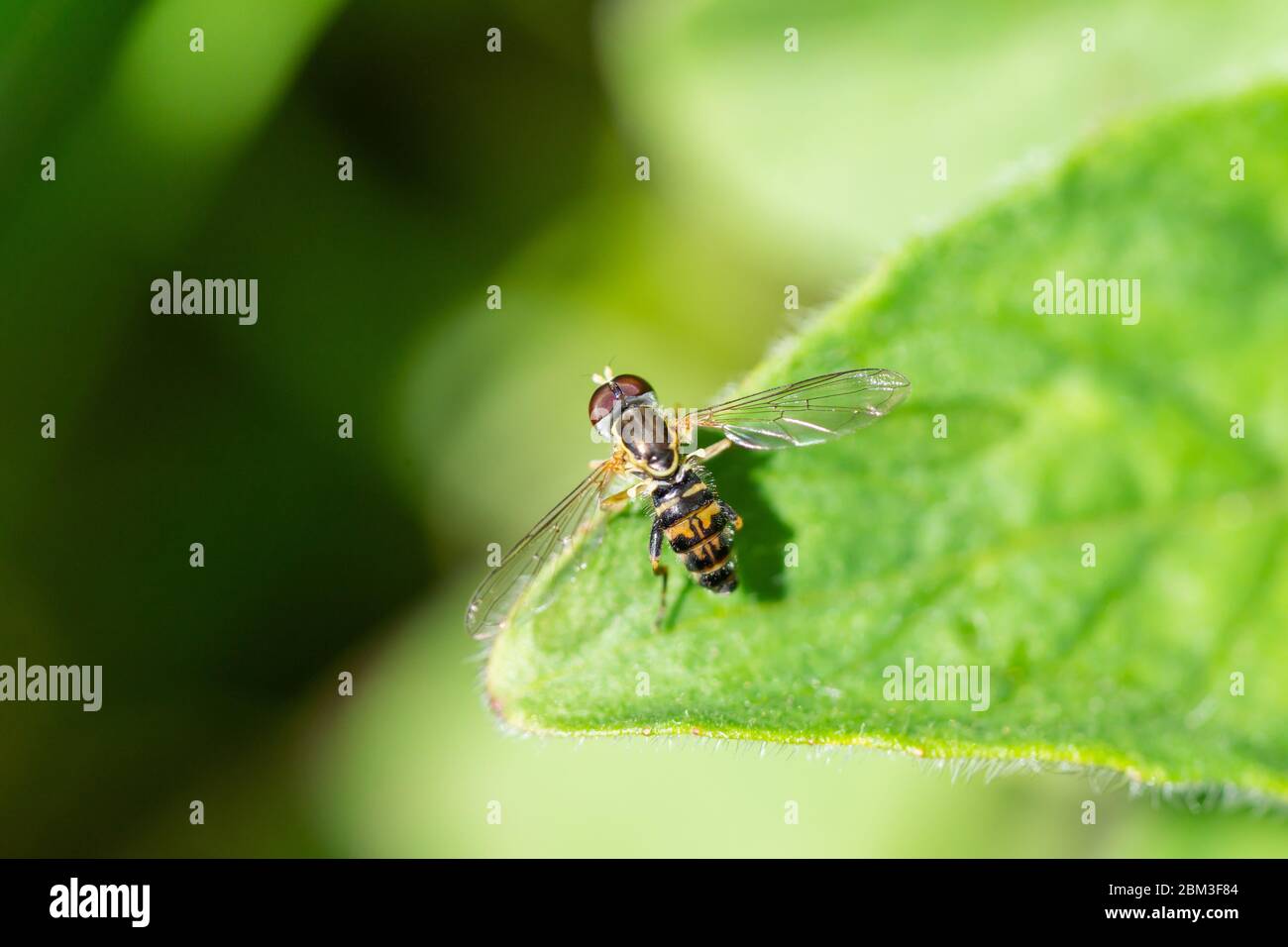 Eastern Calligrapher Fly on Leaf in Springtime Stock Photo