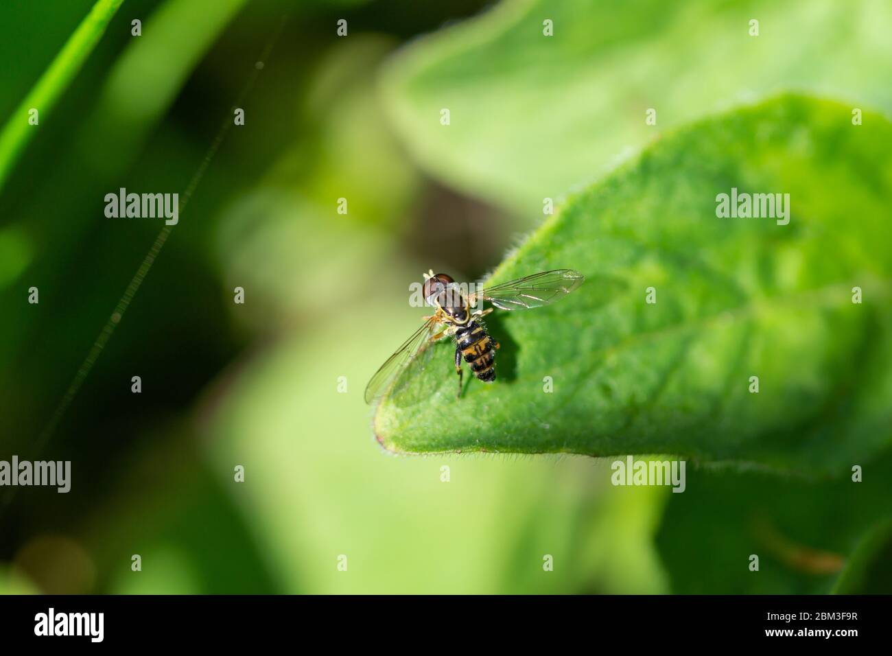 Eastern Calligrapher Fly on Leaf in Springtime Stock Photo