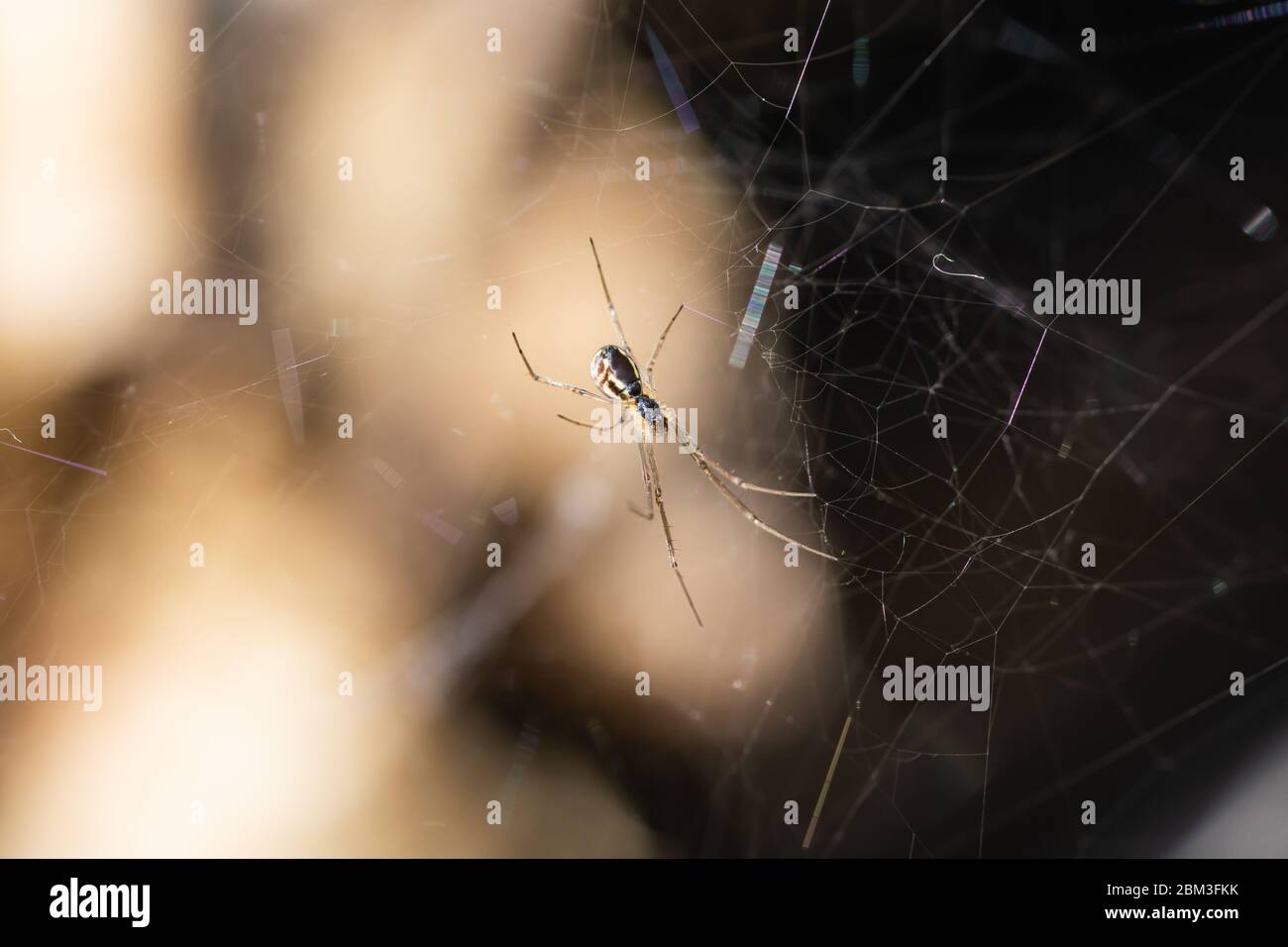Filmy Dome Spider on Web in Springtime Stock Photo