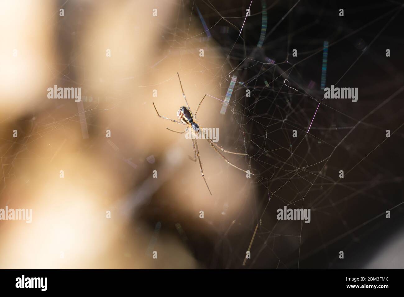 Filmy Dome Spider on Web in Springtime Stock Photo