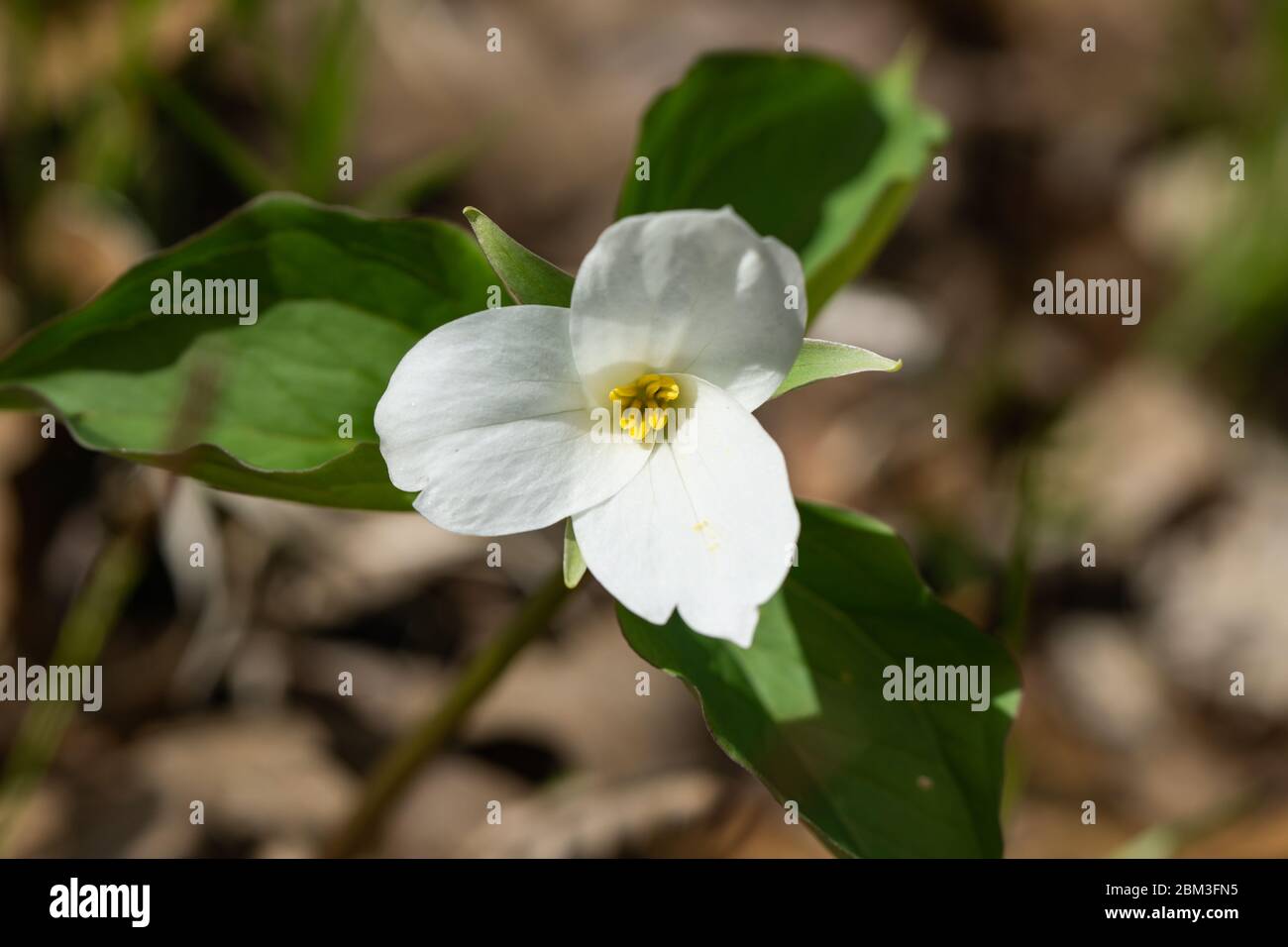 Great White Trillium Flower in Springtime Stock Photo