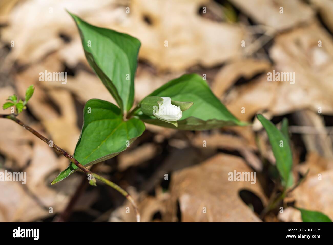 Great White Trillium Flower Bud in Springtime Stock Photo