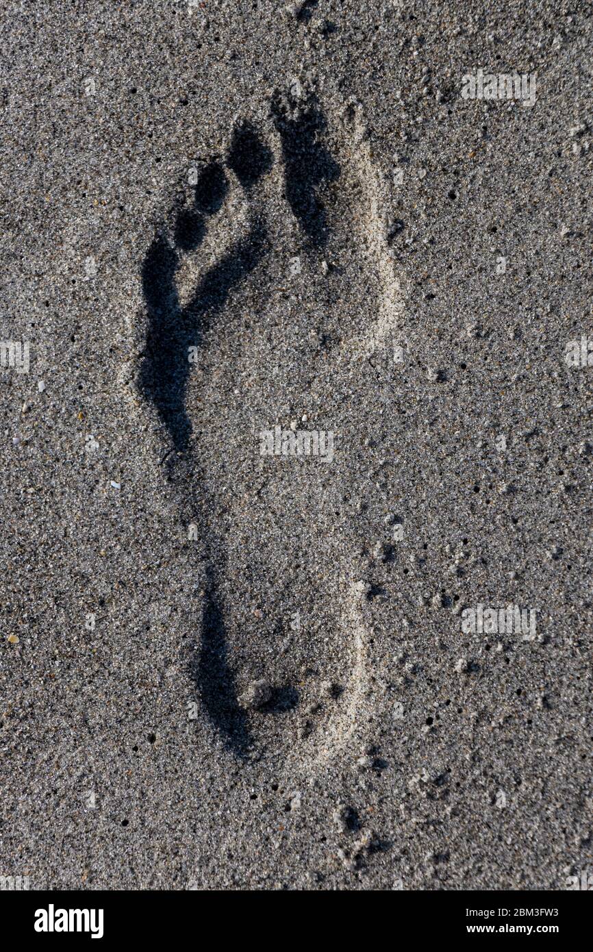 Big foot print hi-res stock photography and images -