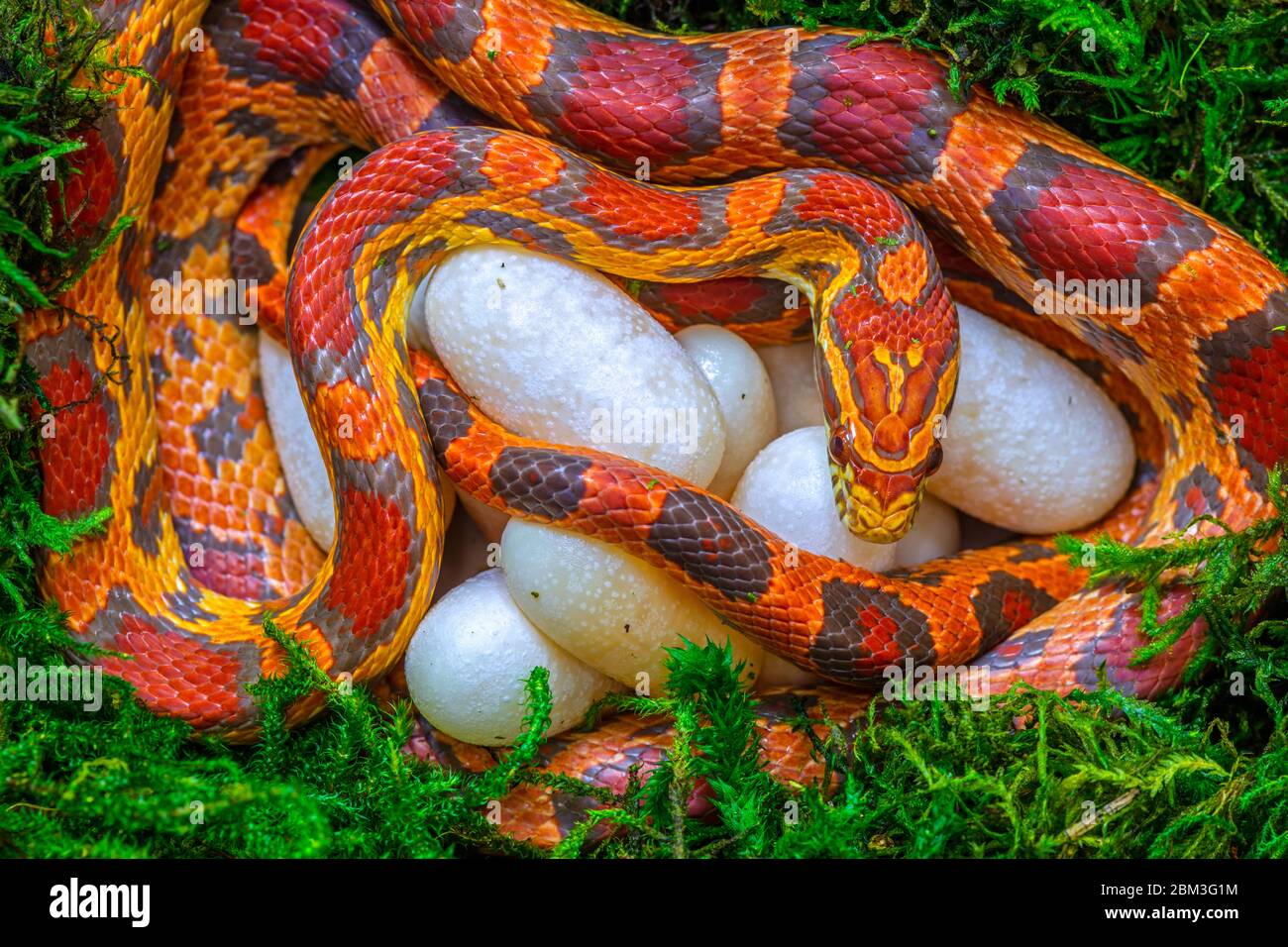 corn snake (Pantherophis guttatus), female with recently laid eggs, captive, native to Eastern United States Stock Photo