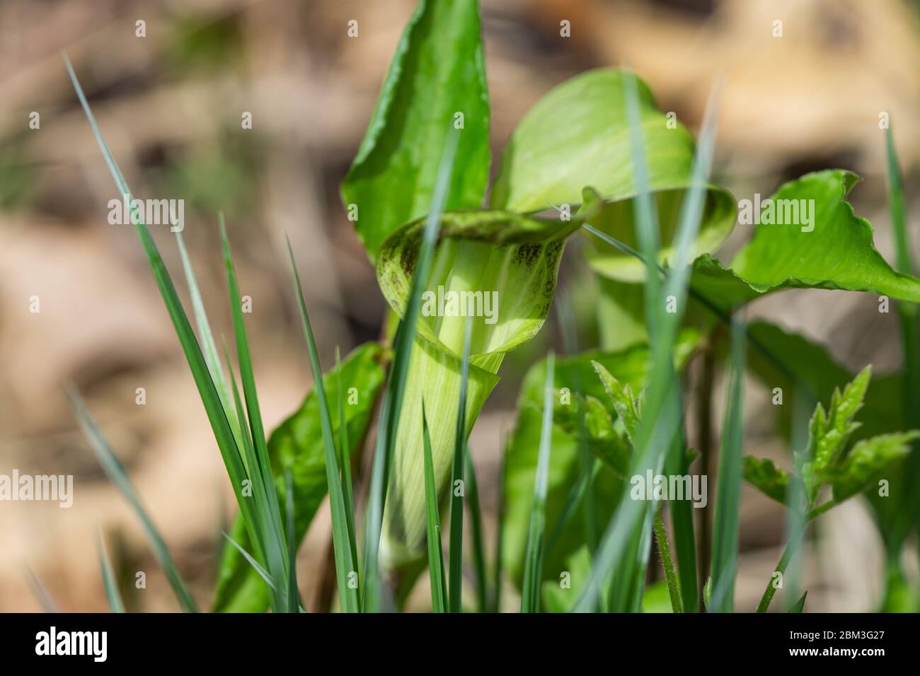 Jack in the Pulpit Spathe in Springtime Stock Photo