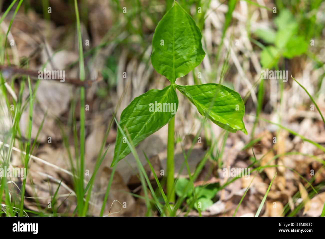 Jack in the Pulpit Leaves in Springtime Stock Photo