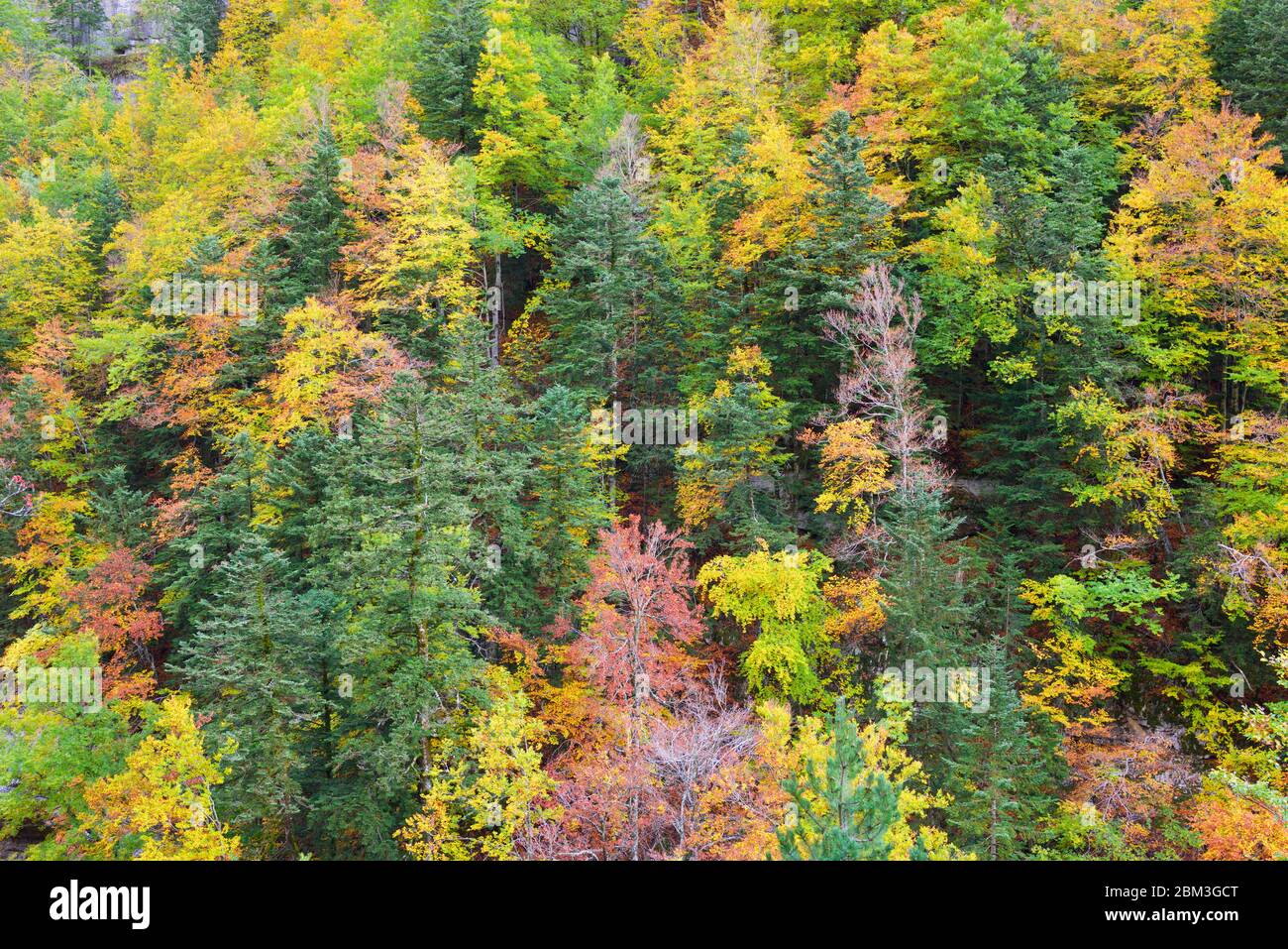 Autumnal forest in Ordesa Valley National Park, Pyrenees in Spain. Stock Photo
