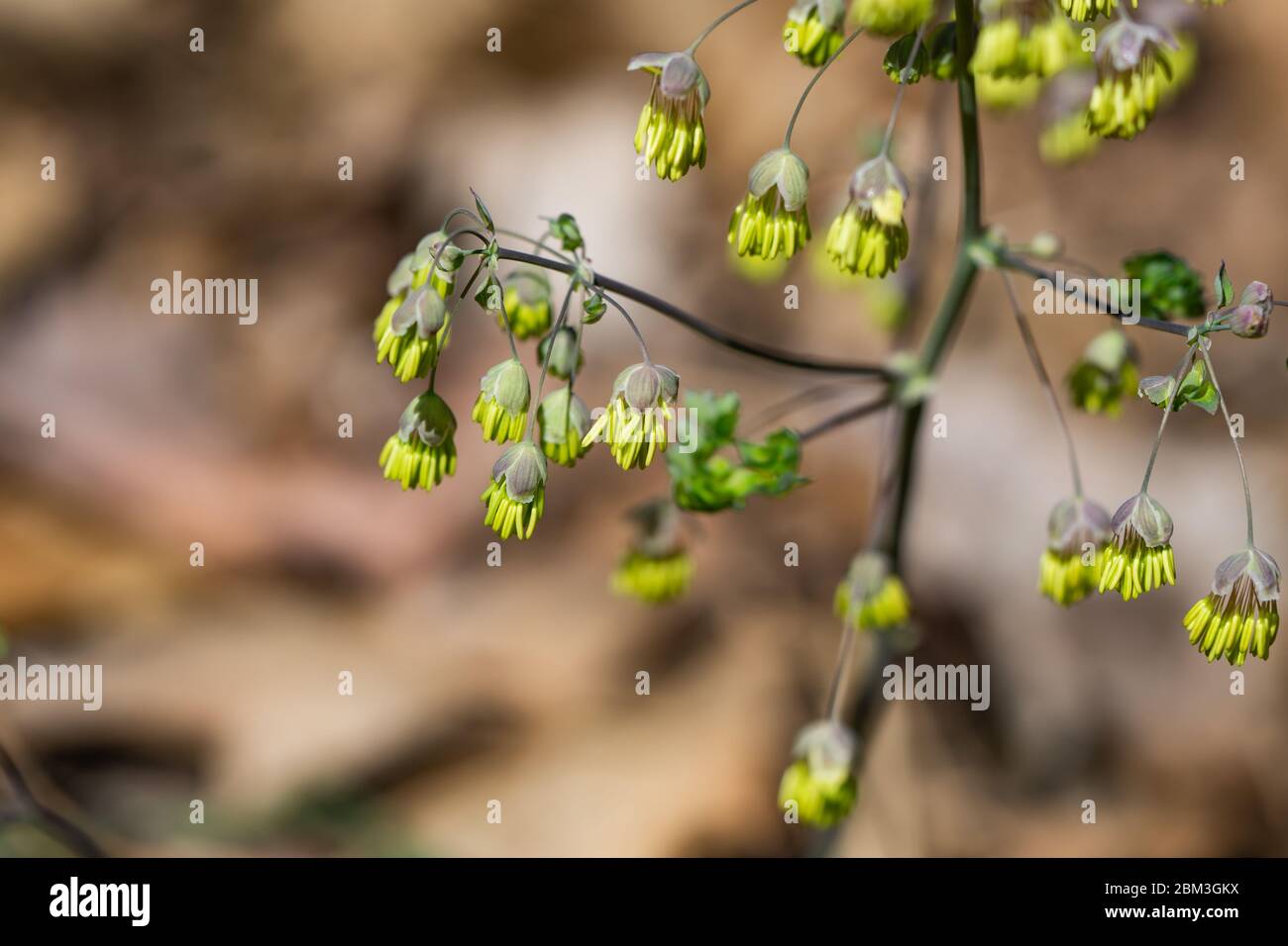 Early Meadow Rue Flowers in Springtime Stock Photo