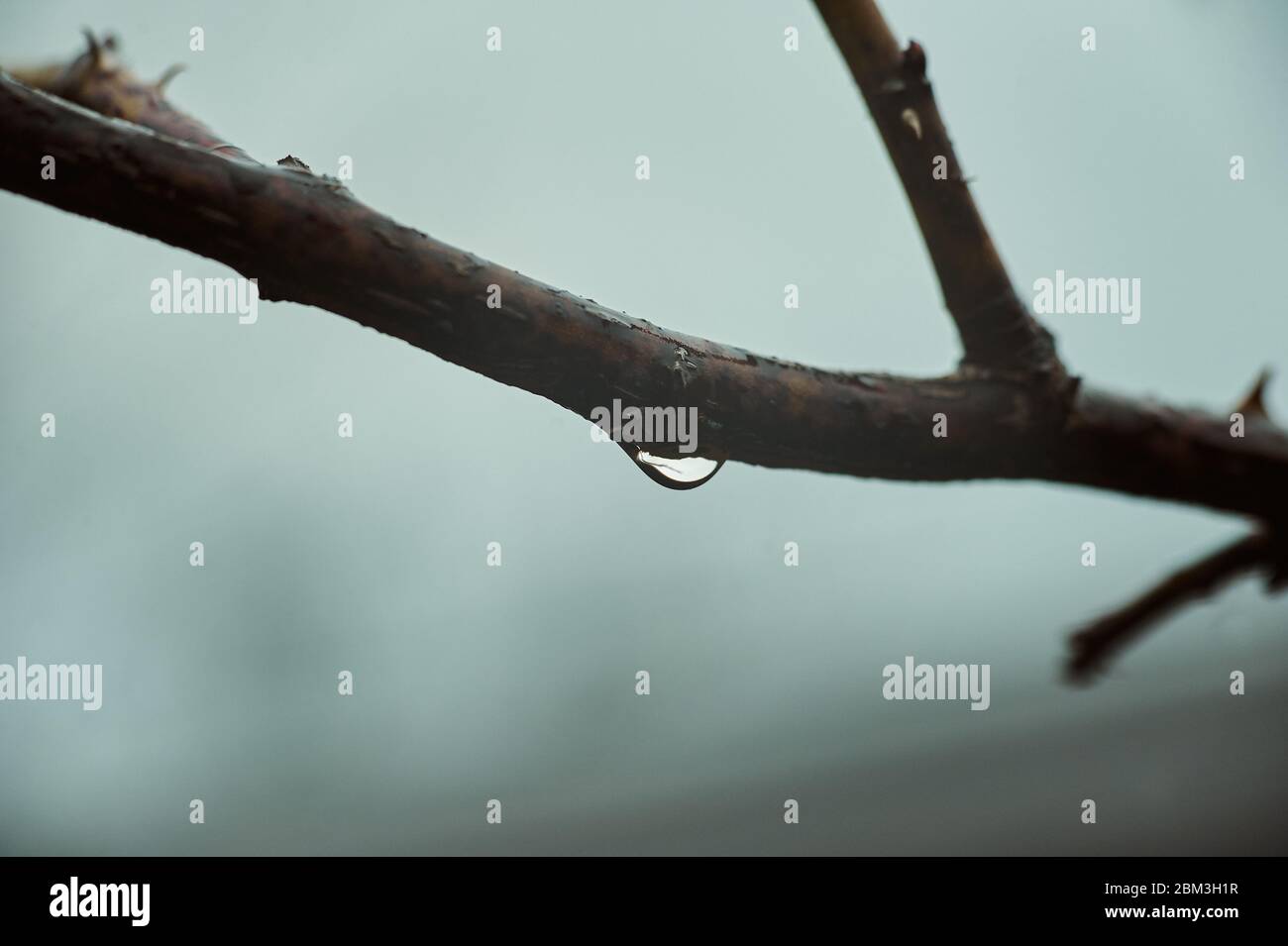 Rain drops on tree branches. Nature blurred background, macro Stock Photo