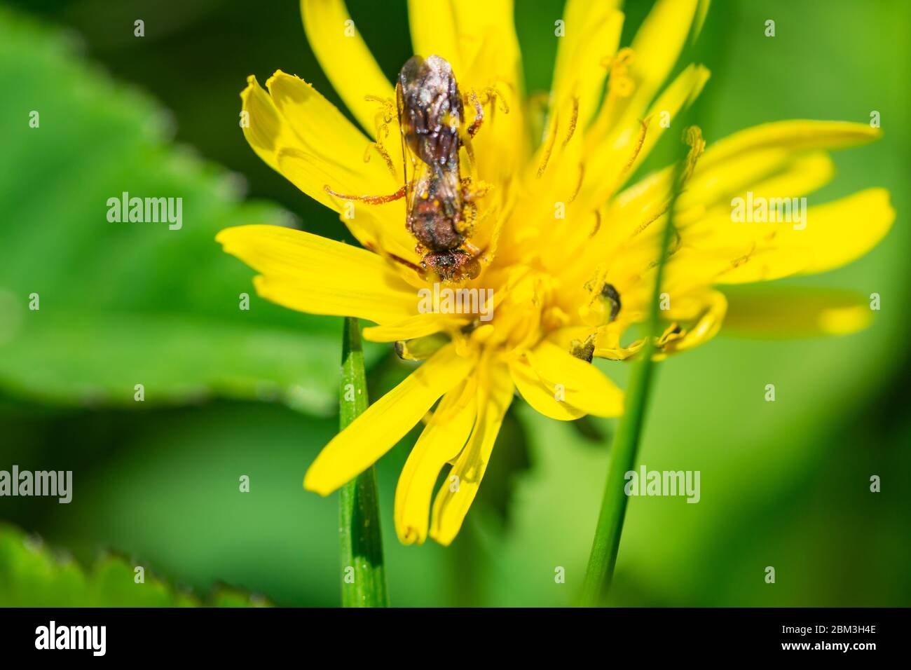 Nomad Bee on Dandelion Flower in Springtime Stock Photo