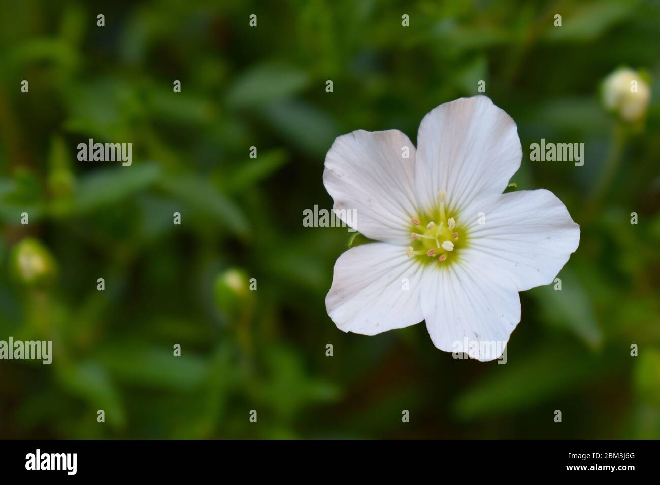 Reliable spring blooming ground cover with bright white simple five petal flowers and soft foliage. Hardy compact early flowering plant ideal for pots Stock Photo