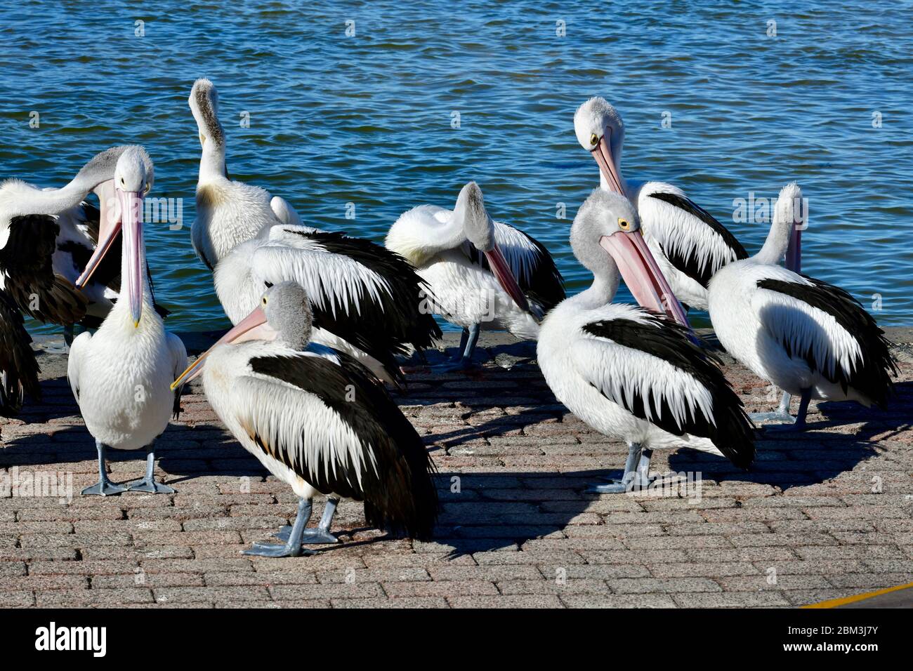 Pelicans australia hi-res stock photography and images - Alamy