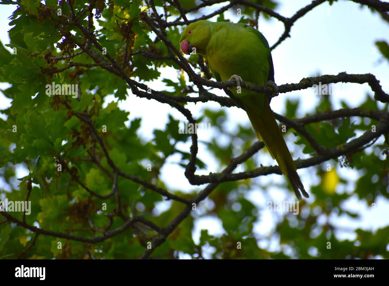 Ring necked parakeet with green plumage dark flight feathers red bill and eye circle pinkish neck. Alien species to UK seen between Windsor and London Stock Photo