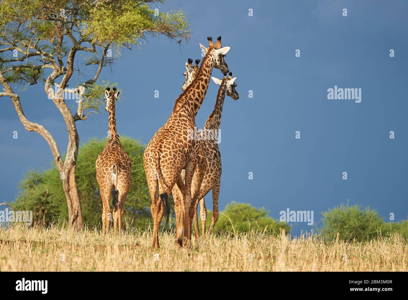 Maasai giraffes walking the Savannah towards an approaching storm Stock Photo