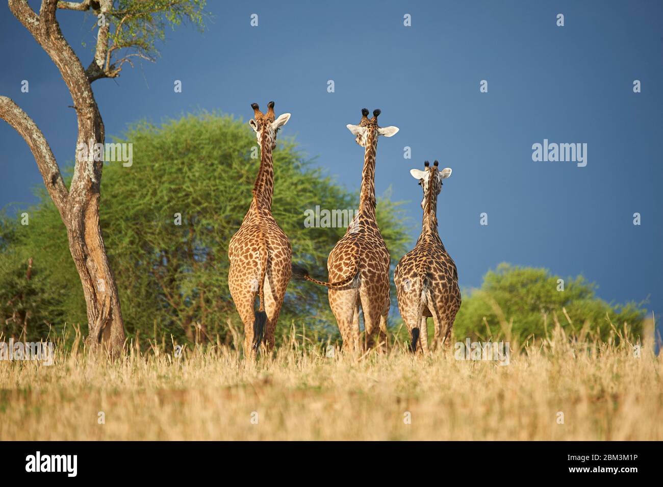 Maasai giraffes walking the Savannah towards an approaching storm Stock Photo