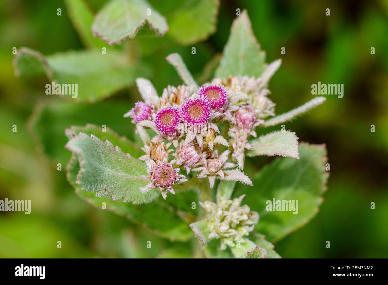 Rosy camphorweed (Pluchea baccharis) - Davie, Florida, USA Stock Photo