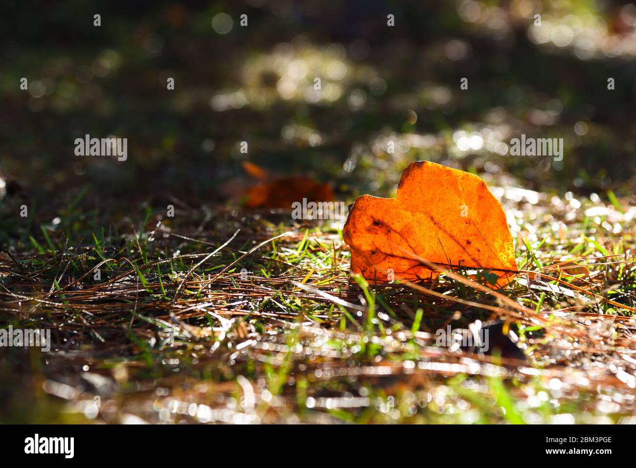 Orange leaf fallen to ground covered in pine needles in autumn. Backlit by late afternoon sun. Stock Photo