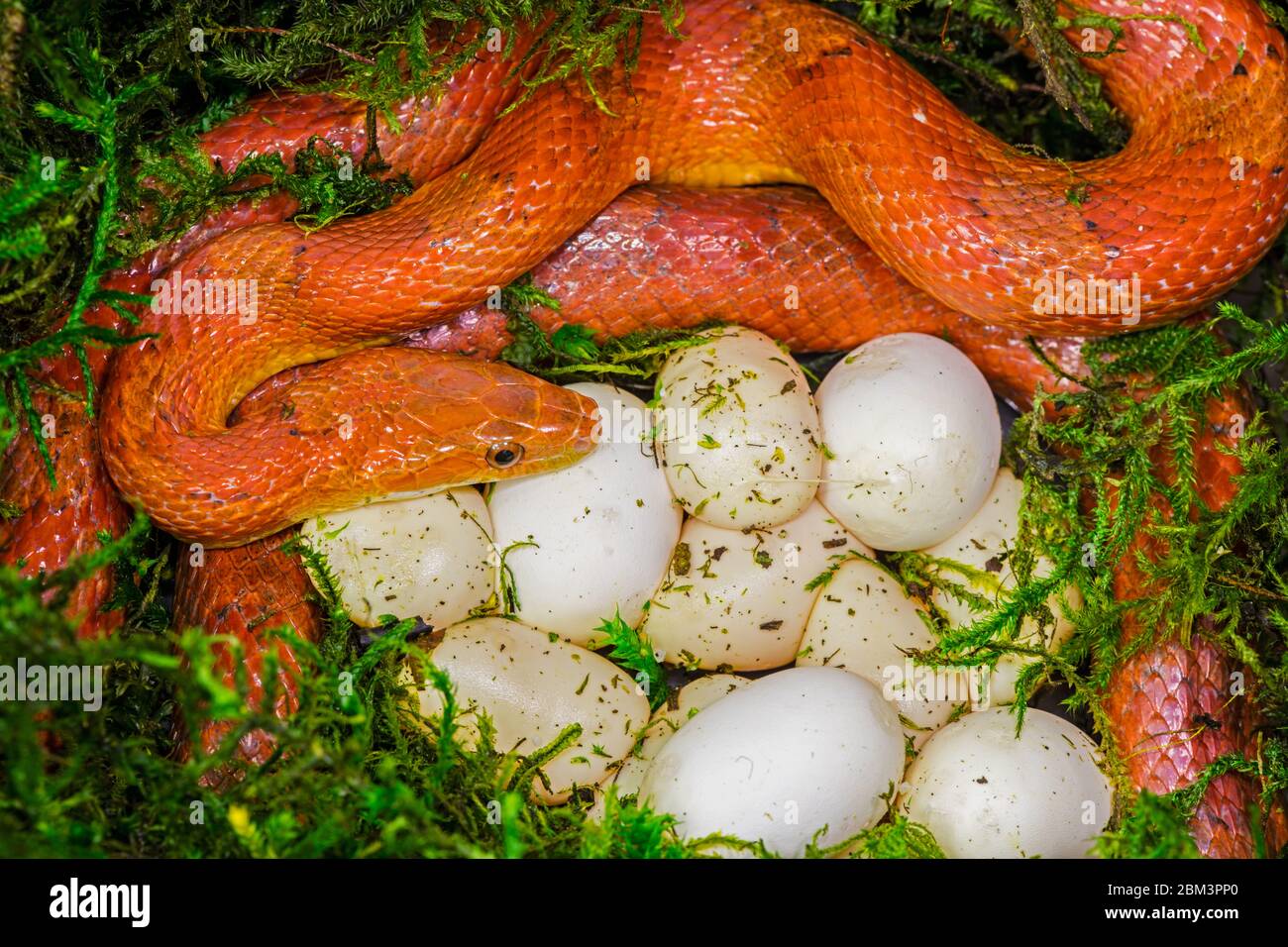 corn snake (Pantherophis guttatus), female with recently laid eggs, captive, native to Eastern United States, 'diffused morph' Stock Photo