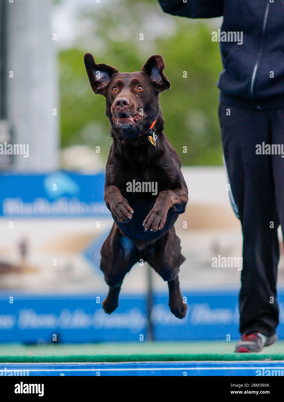 Chocolate lab at a dock diving event jumping into the pool Stock Photo