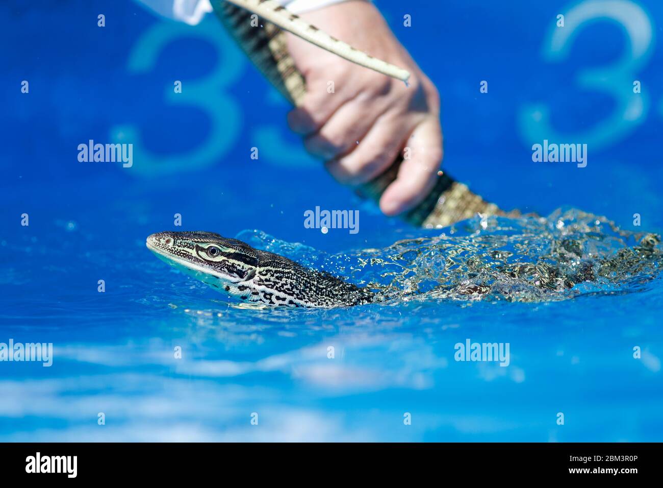 Monitor lizard being held by it's tail while it swims in the pool Stock