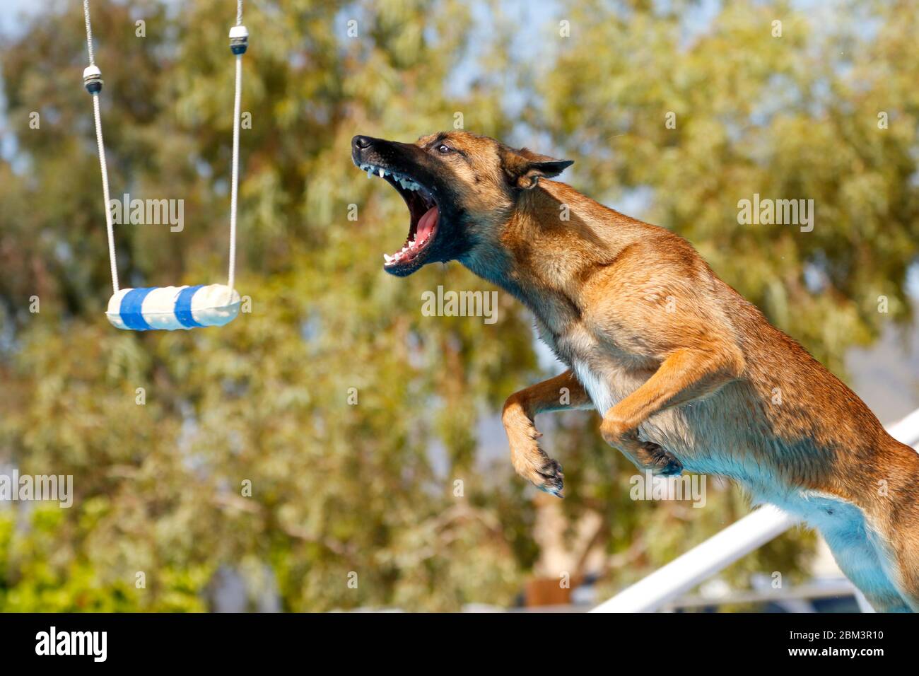 malinois dock diving