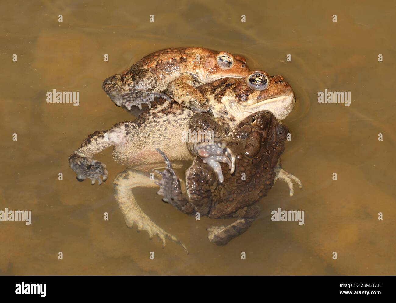 American toad (Anaxyrus americanus), 'toad knot', males attempting to mate with female, Maryland Stock Photo