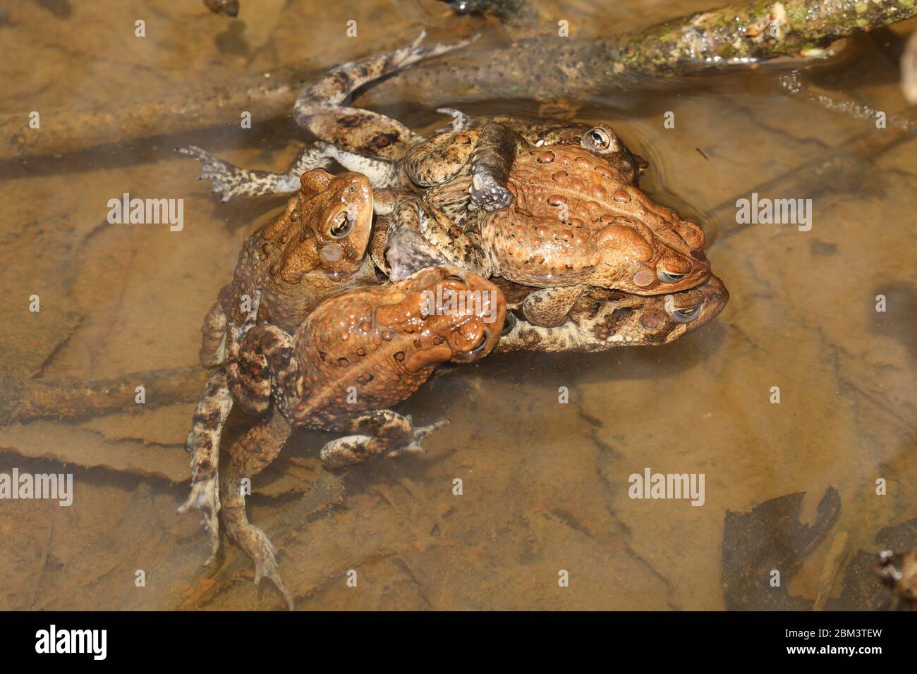 American toad (Anaxyrus americanus), 