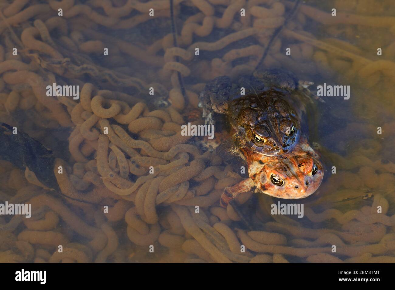 American toad (Anaxyrus americanus), pair in amplexus, female laying eggs amongst spawn from other pairs Maryland Stock Photo