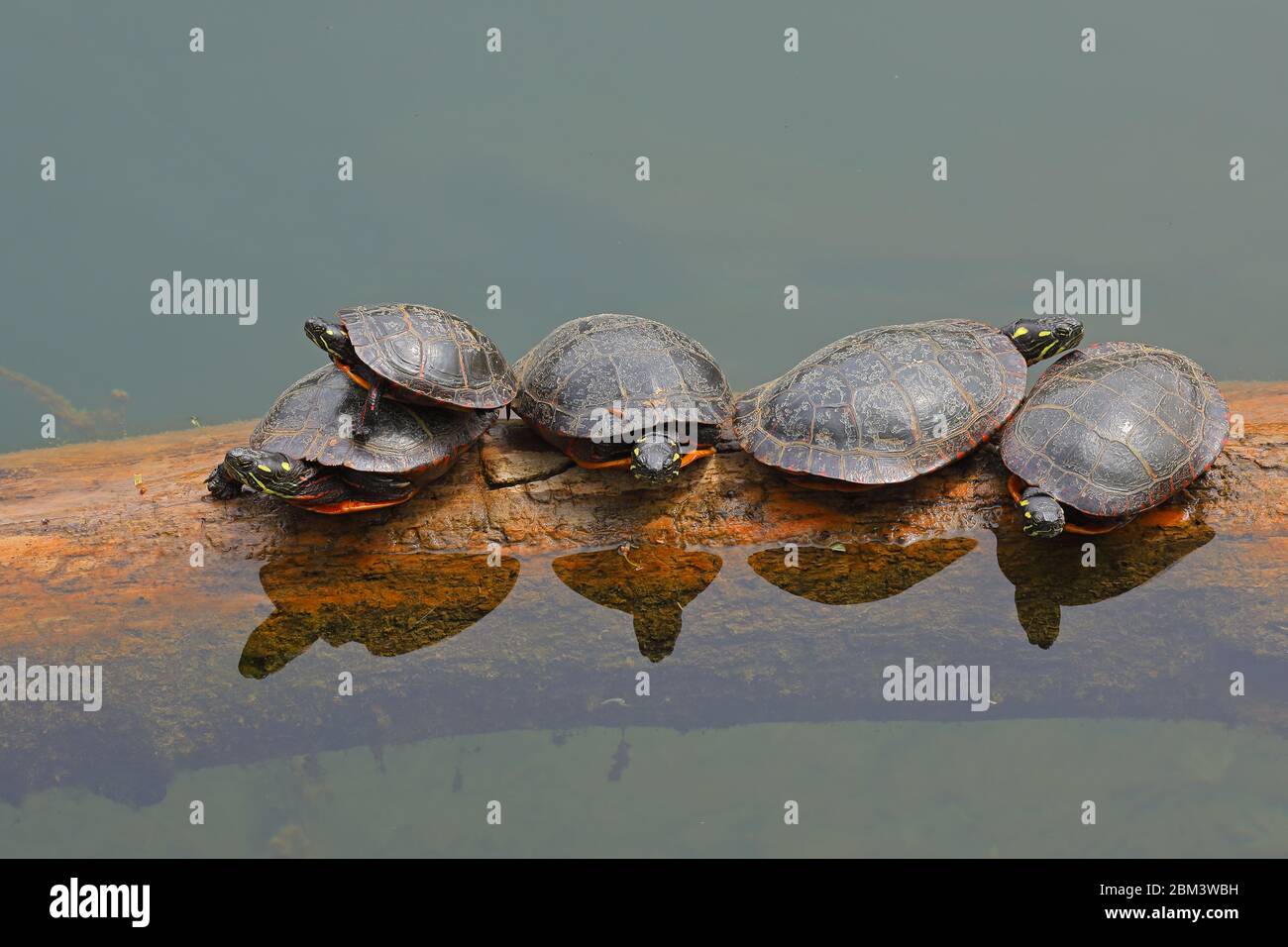painted turtles (Chrysemys picta), basking, Maryland Stock Photo
