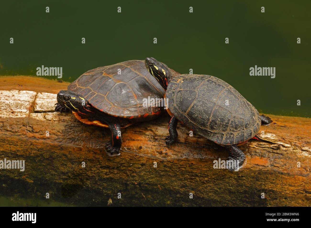 painted turtles (Chrysemys picta), basking, Maryland Stock Photo