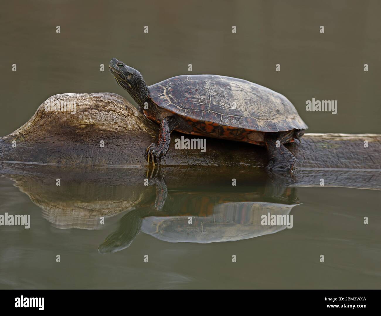 northern red-bellied turtle (Pseudemys rubriventris), IUCN near threatened species, Maryland Stock Photo