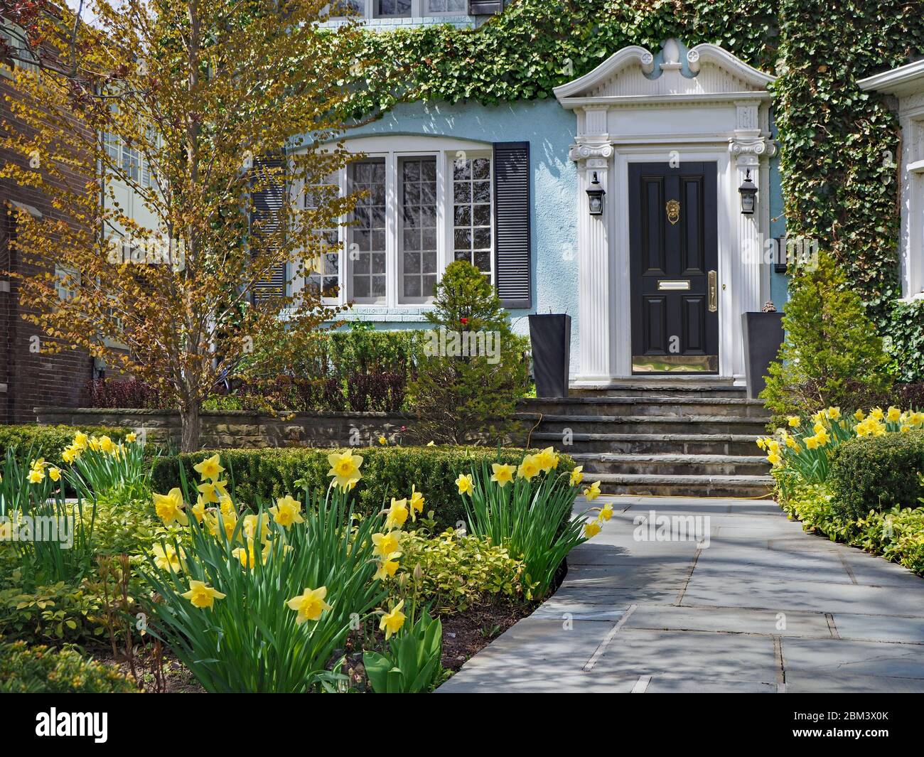 Vine covered traditional house with daffodils blooming in front yard Stock Photo Alamy