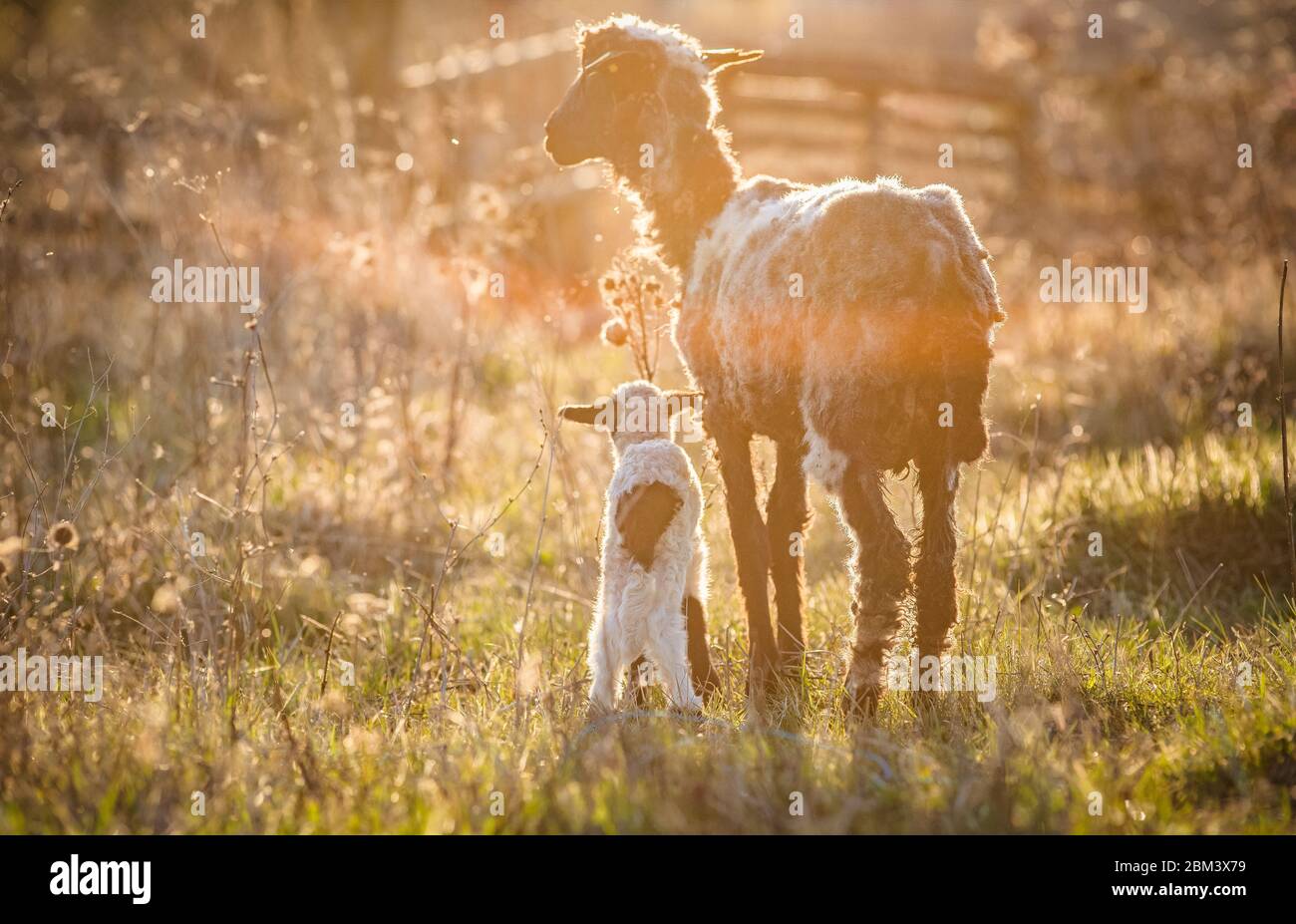 spring background of cute little lamb and sheep grazing Stock Photo - Alamy