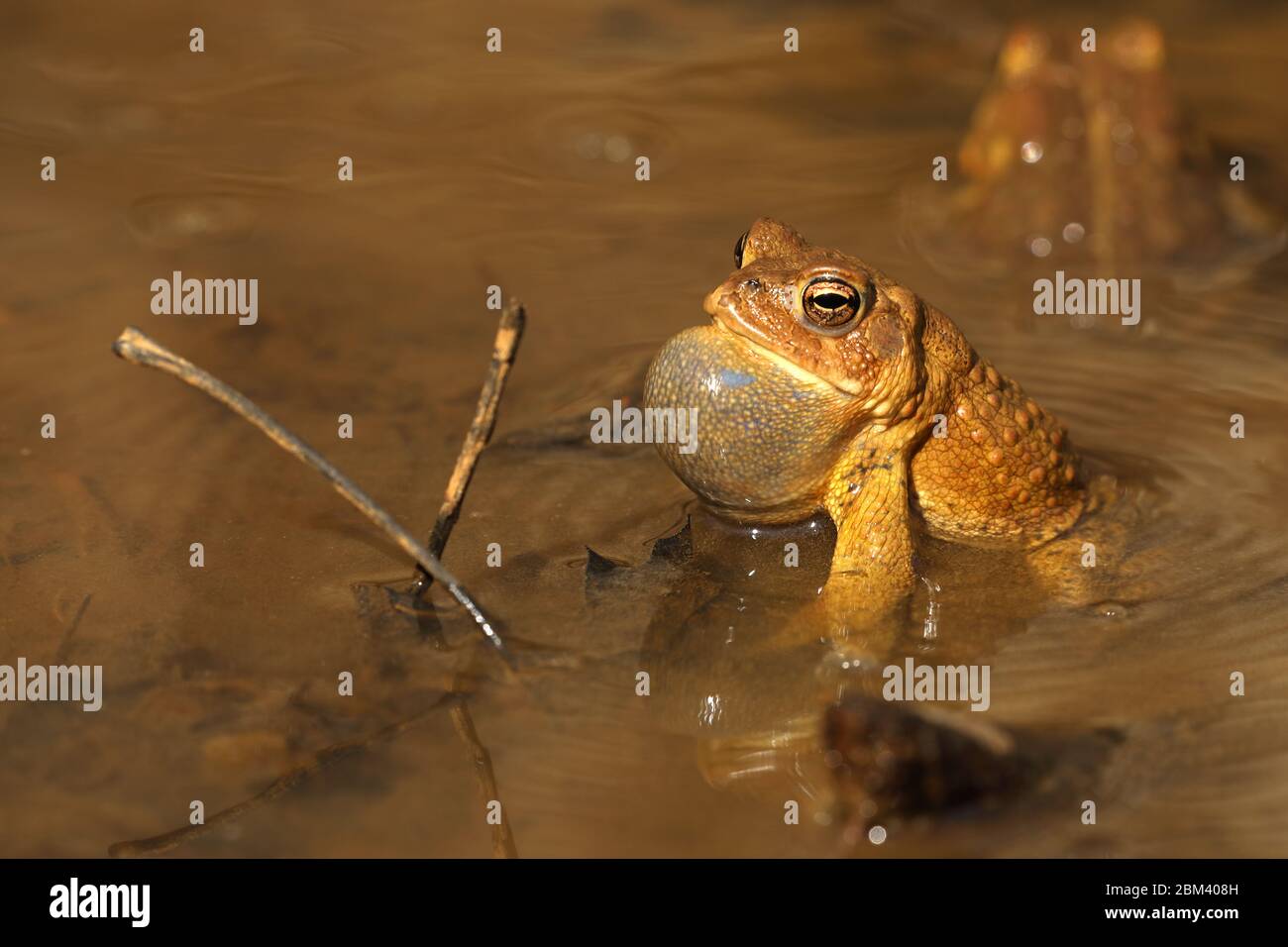 American toad (Anaxyrus americanus), male calling to attract female, Maryland Stock Photo